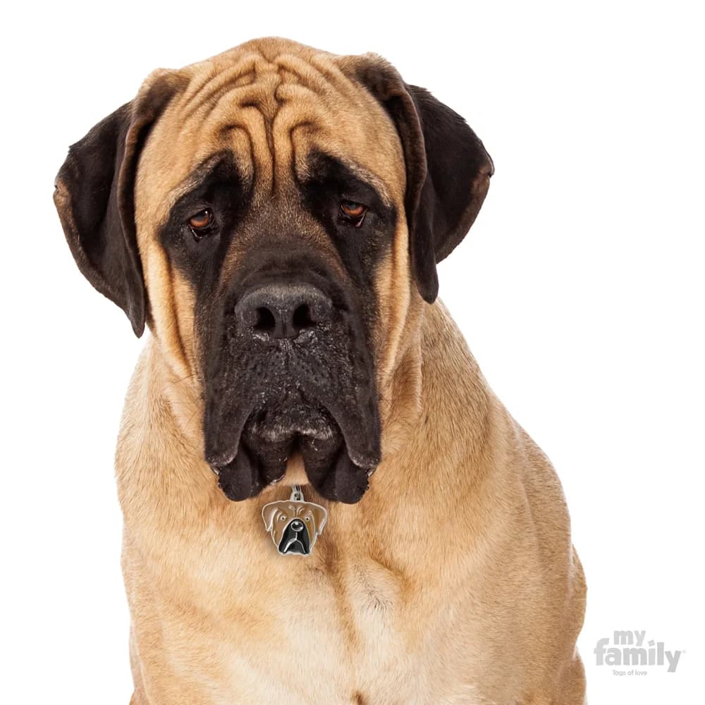 My Family Adresówka Friends Cane Corso