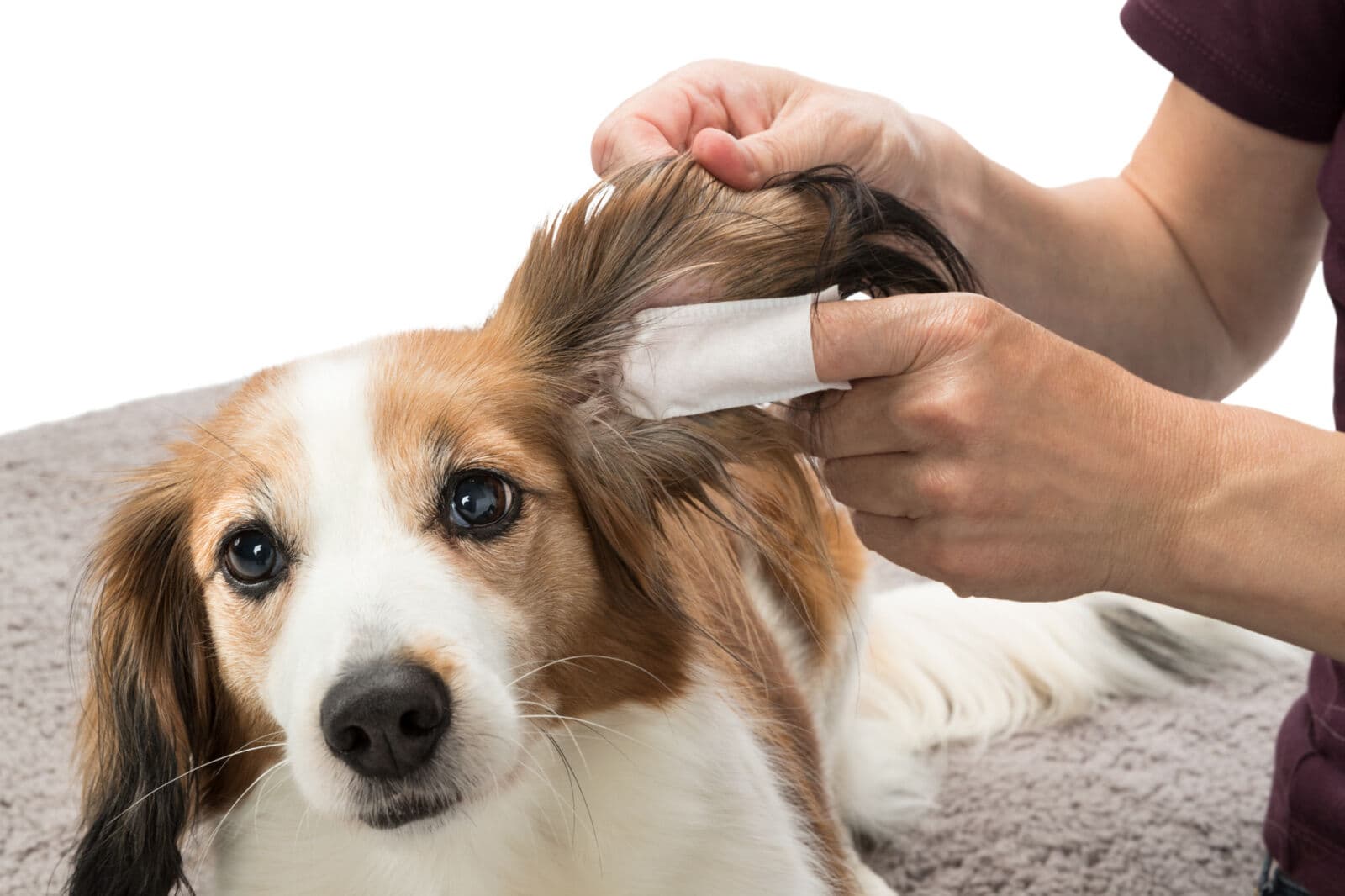 Trixie Nakładki na palce Ear Care. Czyste uszy 50 szt.