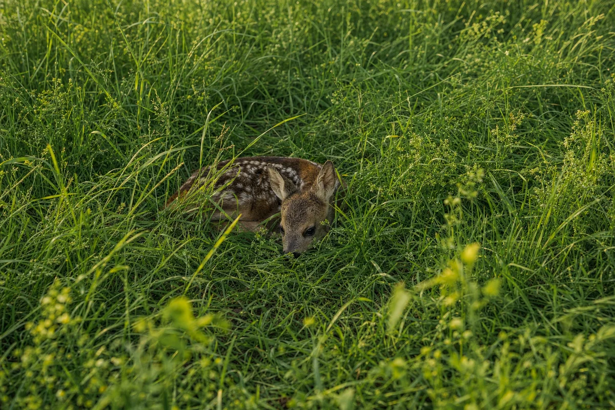 Koźlę sarny leży samo w trawie — matka żeruje w pobliżu i wraca