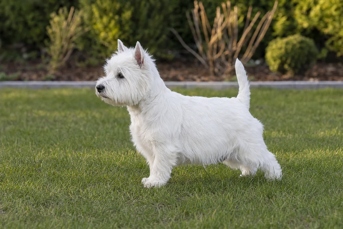 West highland white terrier z profilu - budowa i szorstka biała sierść