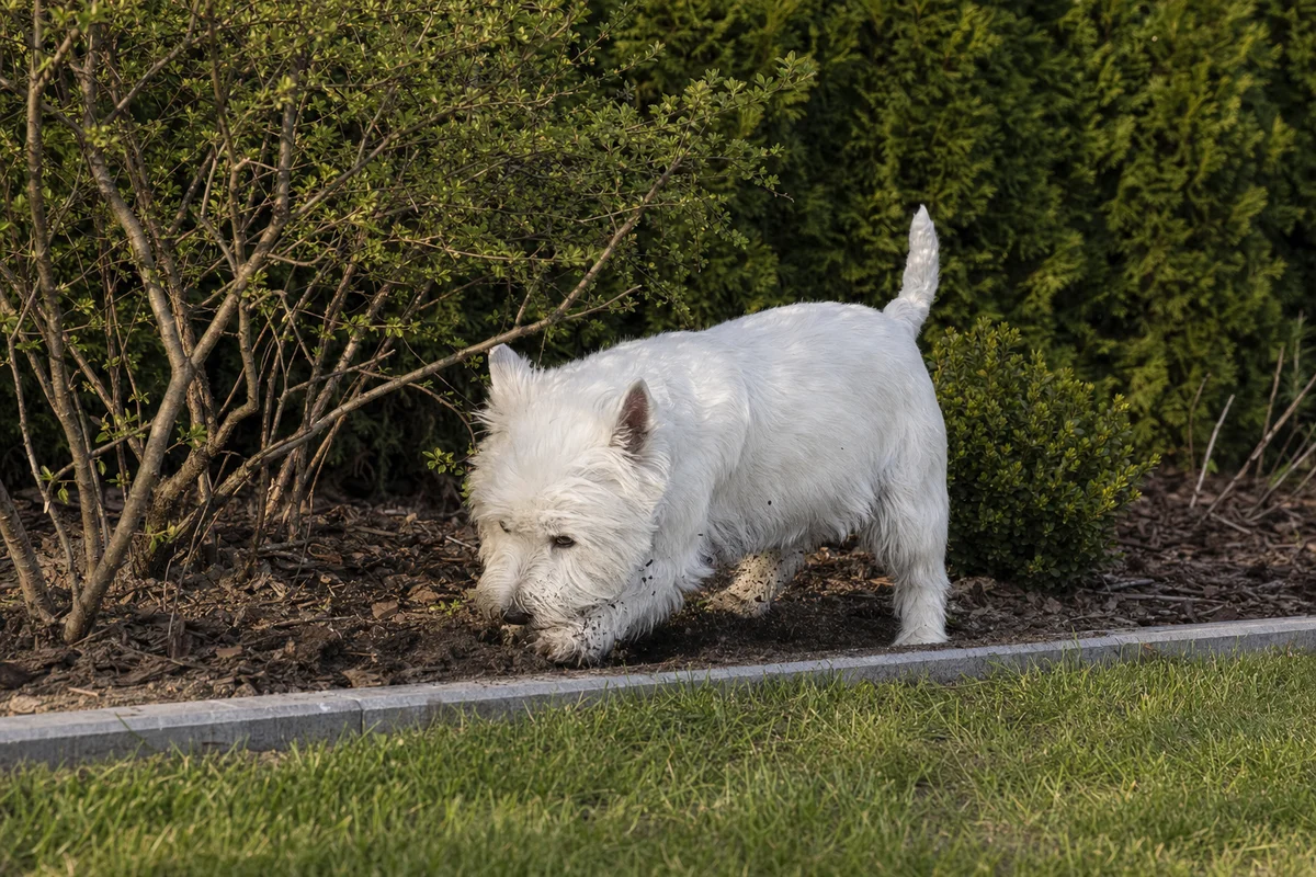 Westie węszy i kopie w ogrodzie