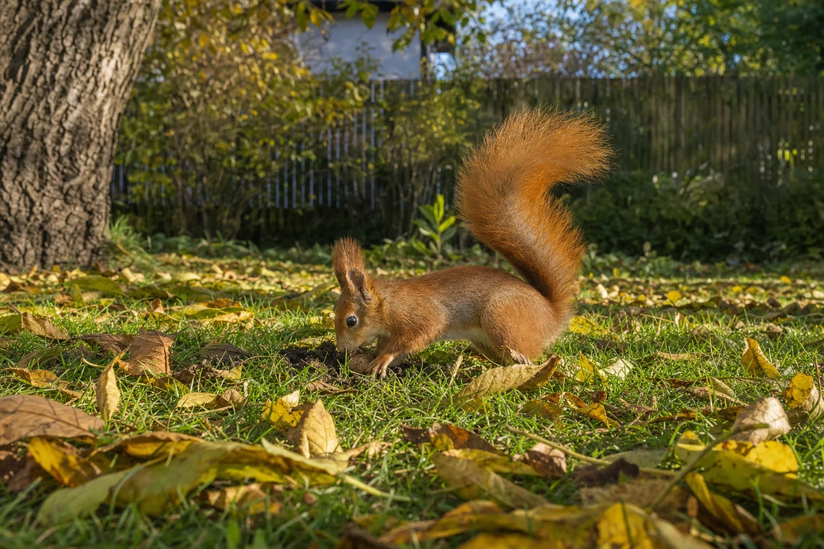 Wiewiórka zakopuje orzech w trawniku na zimę