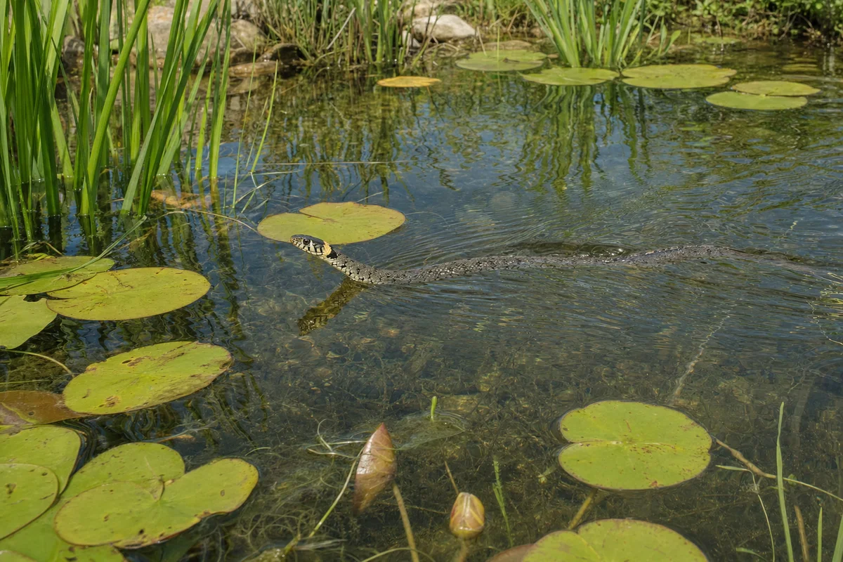 Zaskroniec płynie w ogrodowym oczku wodnym